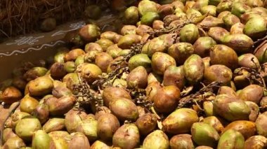 Yeşil hindistan cevizi tarlaları