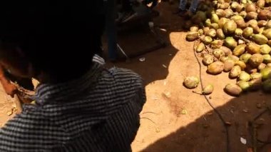 Yeşil hindistan cevizi tarlaları