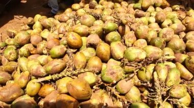 Yeşil hindistan cevizi tarlaları