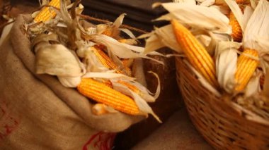 Kırsal kesimdeki Hindistan 'da sarı mısır