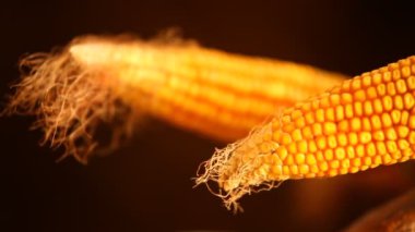 Kırsal kesimdeki Hindistan 'da sarı mısır