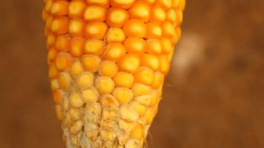 Kırsal kesimdeki Hindistan 'da sarı mısır