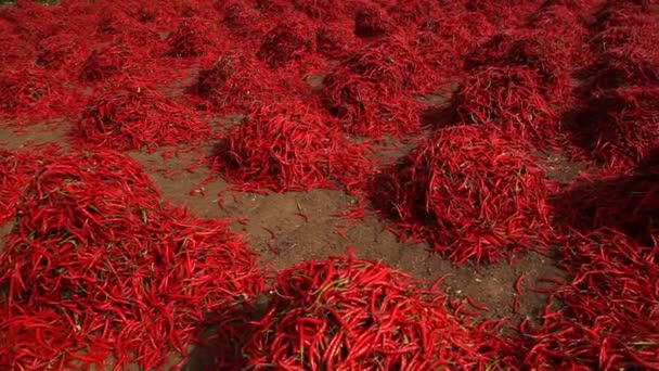 Красный Чили Огне — стоковое видео