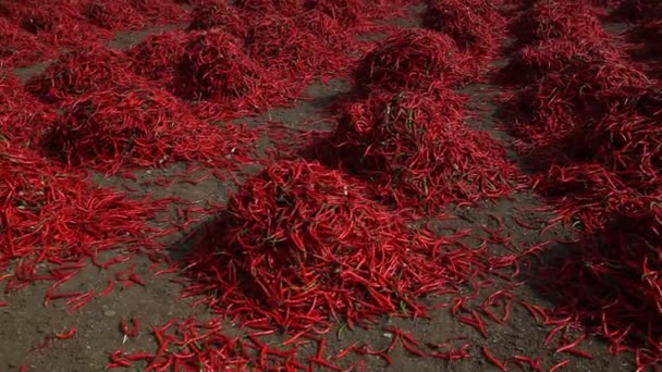 Красный Чили Огне — стоковое видео