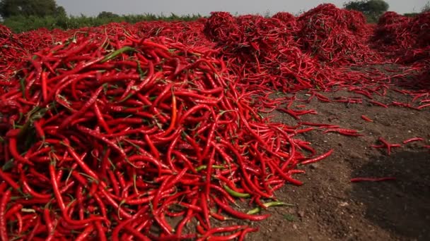 Red Chilly Fields — Stock Video