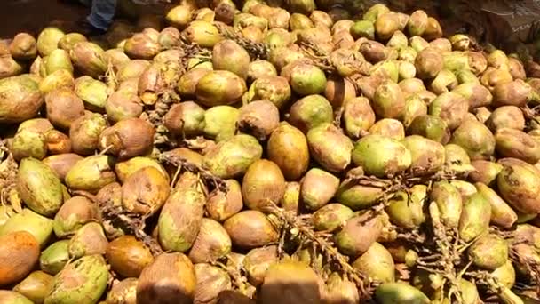 코코넛들 들판에 — 비디오