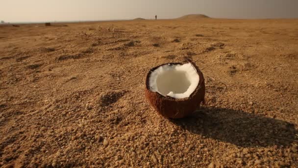 Coconut Desert Rajasthan India — Stock Video
