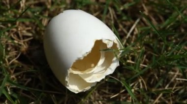 Bir Yumurtanın Yakın Çekimi