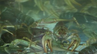 Bitkisel olmayan deniz ürünleri üretimi