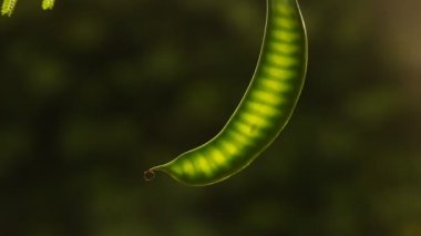 Hint ilaçlı meyve tatlı