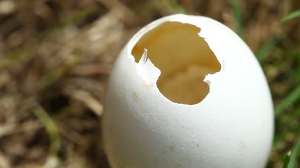 Closeup Egg — Stock Video