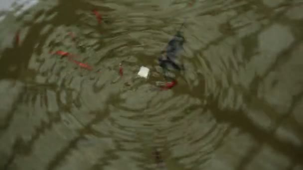鱼缸中的鱼类养殖 — 图库视频影像