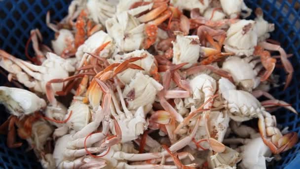 Gros Plan Sur Les Crabes — Video