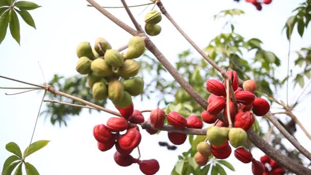 Ινδικά Φάρμακα Φρούτα Ένα Δέντρο — Αρχείο Βίντεο