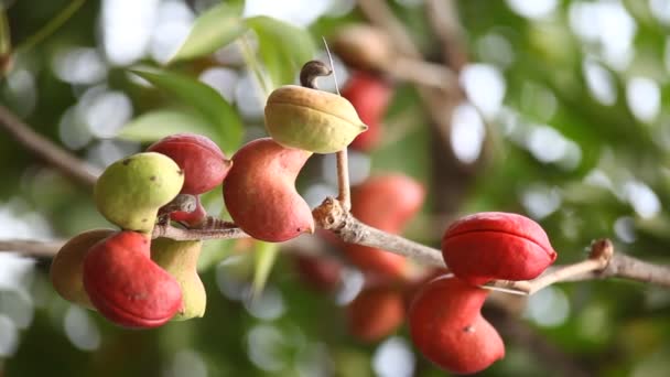 Owoce Lecznicze Indyjskie Drzewie — Wideo stockowe