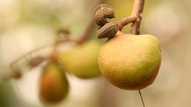 Frutas Medicamentosas Indias Árbol — Vídeos de Stock