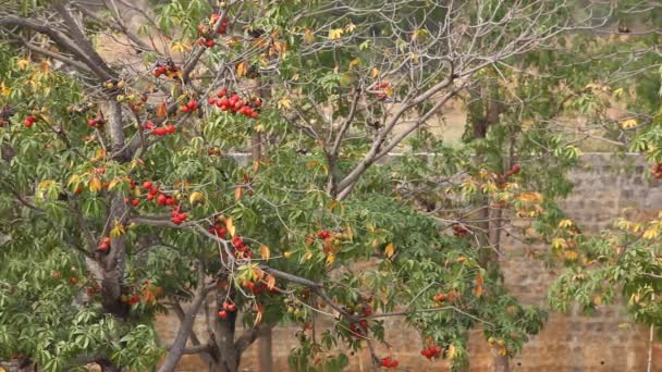 Indische Arzneifrüchte Auf Einem Baum — Stockvideo