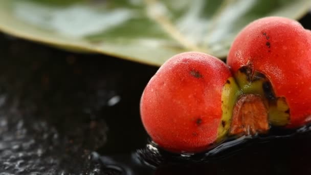 Frutas Medicamentosas Indias Árbol — Vídeos de Stock