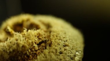 Ağaçtaki Hint İlaçlı Meyveleri