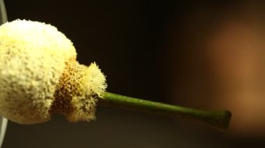 Ağaçtaki Hint İlaçlı Meyveleri