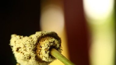 Ağaçtaki Hint İlaçlı Meyveleri