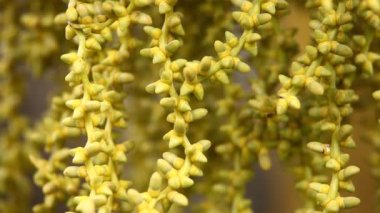 Ağaçtaki Hint İlaçlı Meyveleri