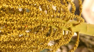 Ağaçtaki Hint İlaçlı Meyveleri