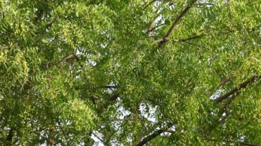 Tohumları olan Ağaca yakın