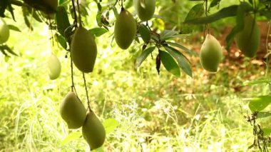 Mango ağacında yeşil mangolar