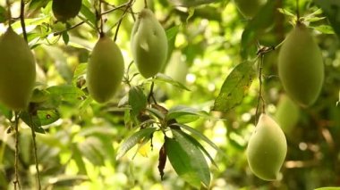 Mango ağacında yeşil mangolar