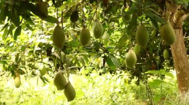 Mango ağacında yeşil mangolar