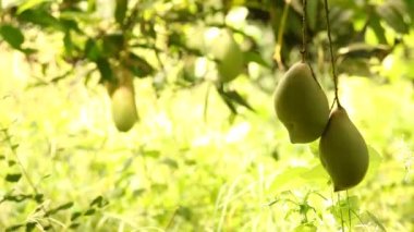 Mango ağacında yeşil mangolar