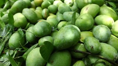 Sepette yeşil mango