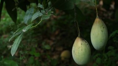 Mango ağacında yeşil mangolar