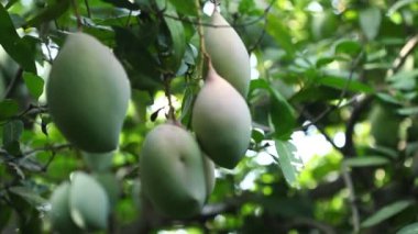 Mango ağacında yeşil mangolar