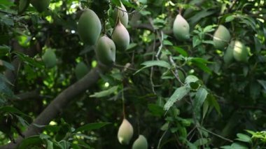 Mango ağacında yeşil mangolar