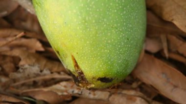 Bahçedeki hasarlı mango