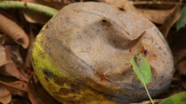 Bahçedeki hasarlı mango