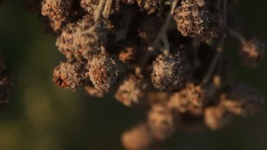 Ağaçtaki Hint İlaçlı Meyveleri