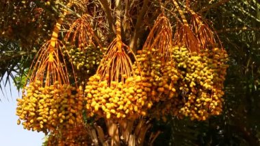 Palmiye ağacında asılı büyük bir grup randevu.