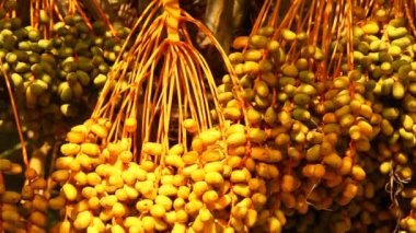 Palmiye ağacında asılı büyük bir grup randevu.