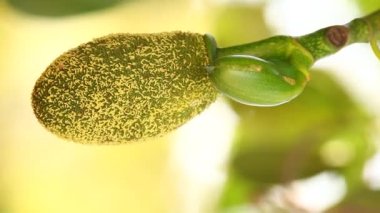 Doğadaki ağaçtaki Jack meyvesi