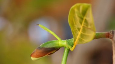 Doğadaki ağaçtaki Jack meyvesi