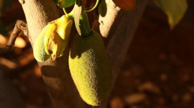 Doğadaki ağaçtaki Jack meyvesi