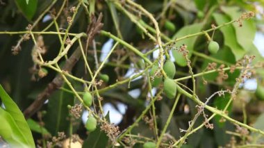 Mango ağacında yeşil mangolar