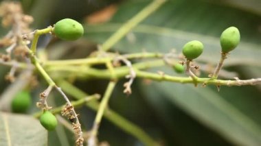 Mango ağacında yeşil mangolar