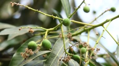 Mango ağacında yeşil mangolar