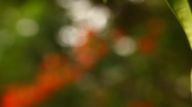 Ağaçtaki Hint İlaçlı Meyveleri