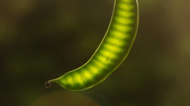 Ağaçtaki Hint İlaçlı Meyveleri