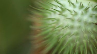 Datura Stramonyum Meyve / Dikenli Elma